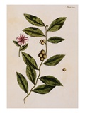 Buy Green Tea at AllPosters.com