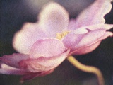 Japanese Anemone Blossom