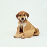 Buy Puppy Sitting in Shopping Bag at AllPosters.com