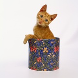 Buy Kitten Sitting in Flowered Cookie Tin at AllPosters.com