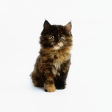Buy Ragdoll Kitten at AllPosters.com
