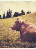 Alpine Cow #2 Photographic Print