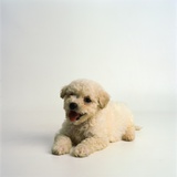 Bichon Frise Puppy