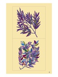 Olive Branch