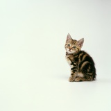 Buy Kitten at AllPosters.com