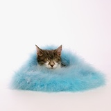Buy Kitten Sleeping in Feather Boa at AllPosters.com