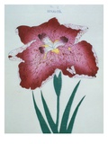 Senjo-To Book of a Red Iris