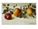Book Illustration of Apples