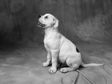 Profile of Bulldog Puppy
