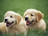 Golden Retrievers Resting on Grass
