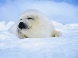 Buy Harp Seal Pup Sleeping at AllPosters.com