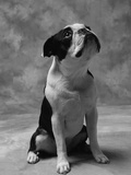 Bulldog Looking Up