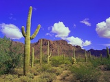 Forest of Cactus