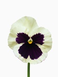 White and Purple Pansy