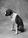 Boxer Puppy