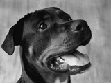 Dog Looking up