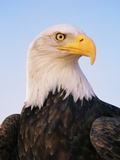 Buy Bald Eagle at AllPosters.com