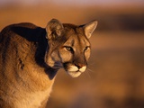 Mountain Lion