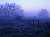 Meadow in the Morning Mist