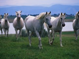 Buy Arabian Horses Walking in Pasture at AllPosters.com