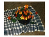 Bowl of Nasturtiums