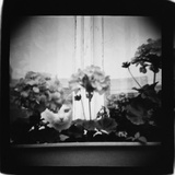 Cat in Window and Geraniums, Domesticity