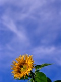 Sunflower Under Sky