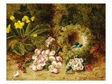 A Primrose and Birds Nest on a Mossy Bank