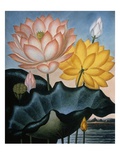 Buy The Sacred Egyptian Beane at AllPosters.com