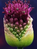 Buy Alium Bud at AllPosters.com