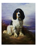 Buy Royal, A Tri-Colour Working Springer Spaniel at AllPosters.com