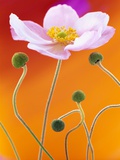 Buy Flower Against Orange Background at AllPosters.com