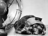 Cocker Spaniel Keeping Cool with Electric Fan