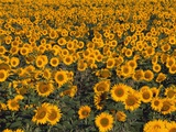 Field of Sunflowers