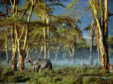 An African elephant strips bark from a tree in an exploited forest