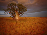 A Boab Tree Stands Solitary in the Bush Near Wyndham