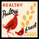 Healthy Poultry-Fresh Eggs