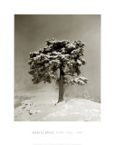 Buy Peira Cava, 1940 at AllPosters.com