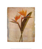 Buy Oahu at AllPosters.com