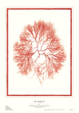 Buy Sea Things III at AllPosters.com