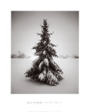 Winter Spruce
