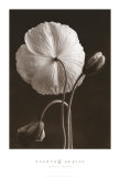 Buy Iceland Poppies II at AllPosters.com