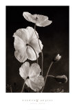 Buy Iceland Poppies I at AllPosters.com