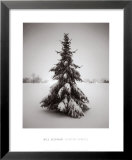 Buy Winter Spruce at AllPosters.com