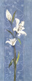 Buy Soft Blue Lily at AllPosters.com