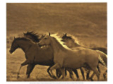 Buy Like the Wind II at AllPosters.com