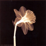 Veiled Blossom