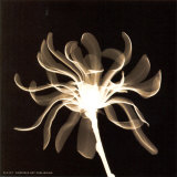 Buy Cinnamon Ribbon at AllPosters.com
