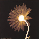 Sunburst Petals