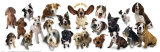 Dogs Rule